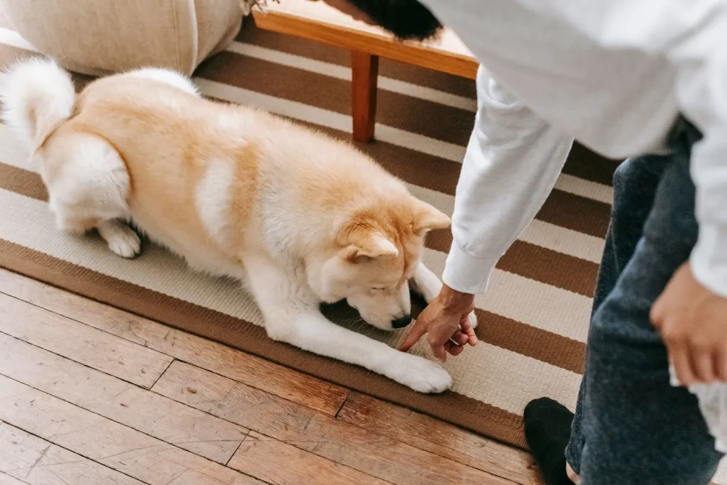 Akita lying on a striped rug beside a low table while its owner leans down and offers a hand