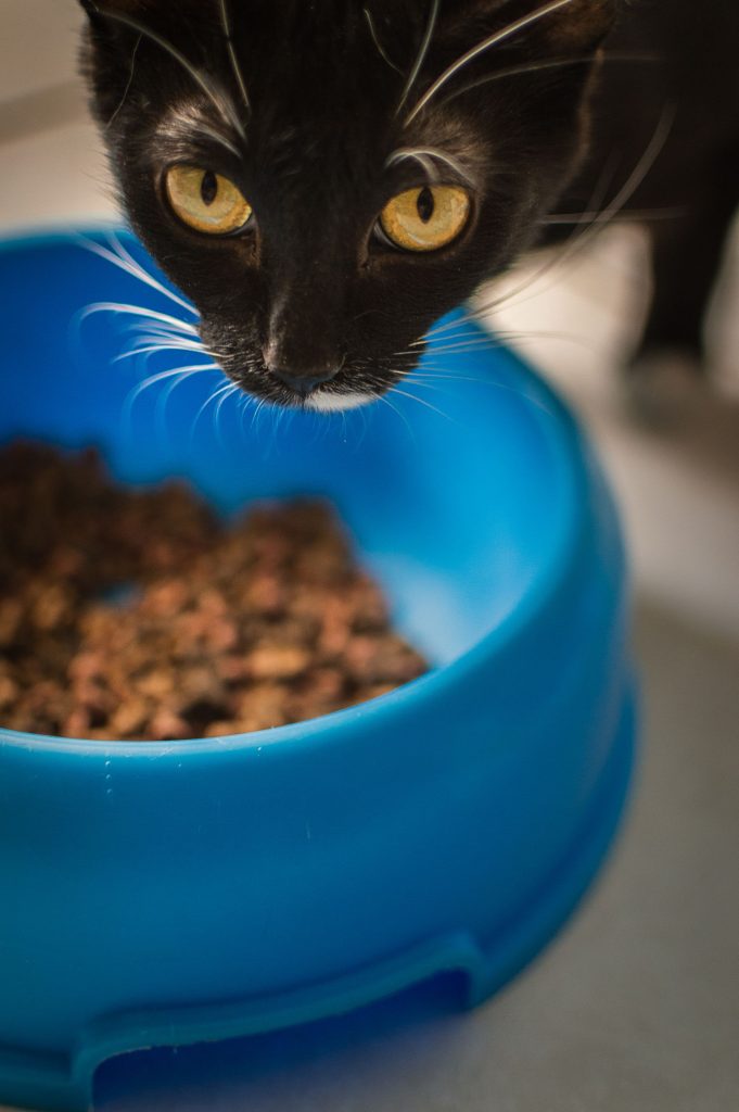 Black cat with its head over a blue bowl of dry food