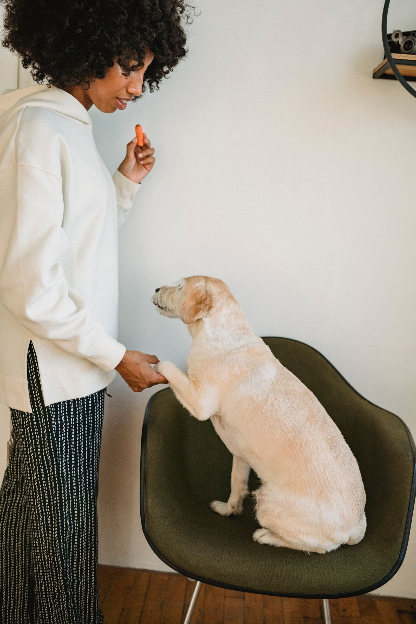 Light-colored dog seated on a chair offering a paw to a person holding a carrot piece