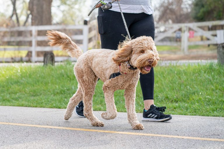 Curly-coated tan dog walking beside a person on a paved path