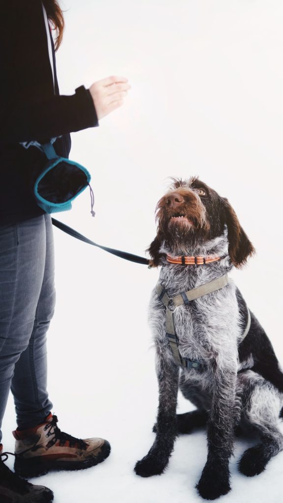 Wire-haired dog in a harness and leash sitting in snow, looking up at a person wearing a treat pouch