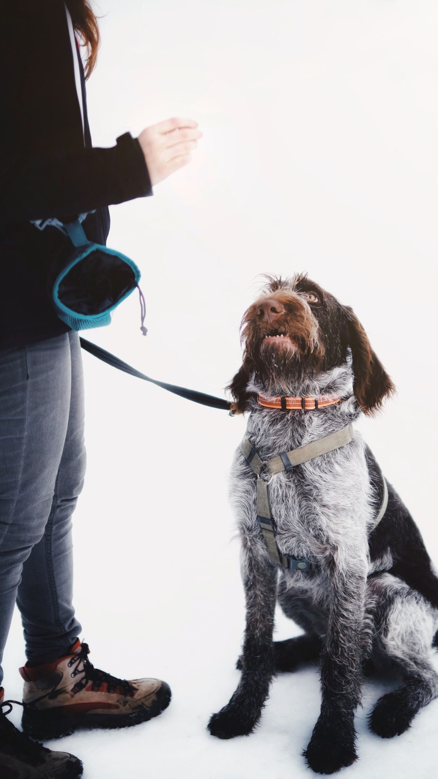 Wire-haired dog in a harness and leash sitting in snow, looking up at a person wearing a treat pouch