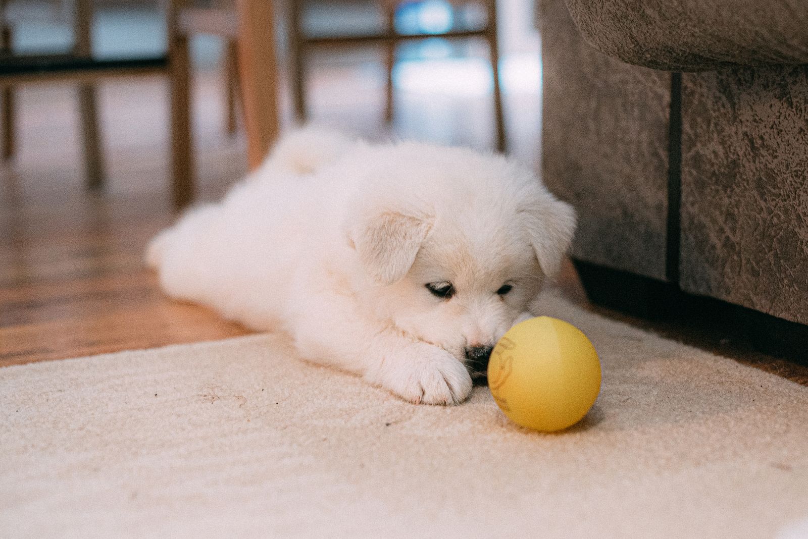 White puppy lying on a rug beside a yellow ball