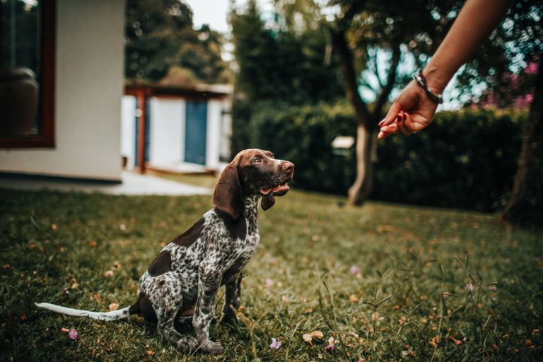 Liver-and-white spotted puppy sitting on grass, looking up at a person’s outstretched hand