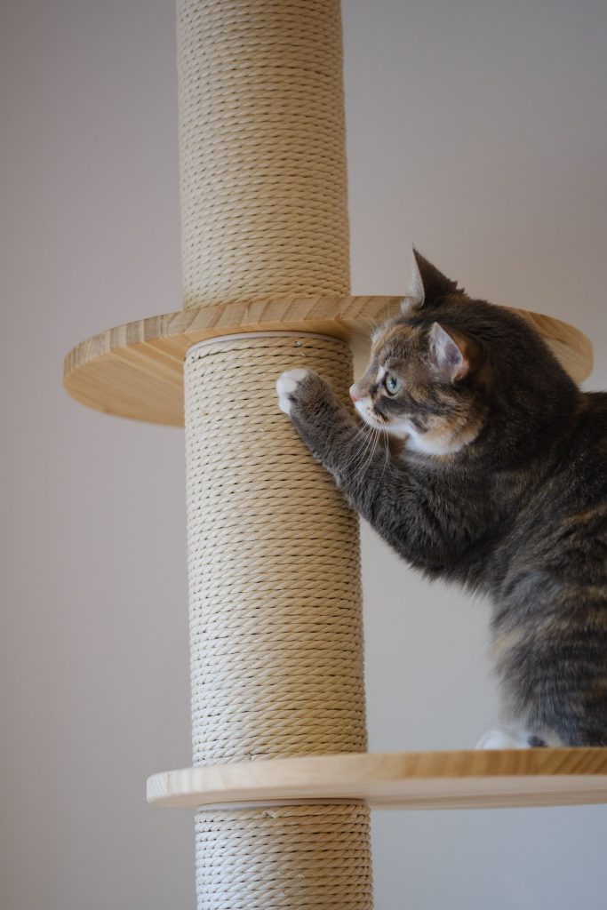 Gray tabby cat reaching a paw onto the sisal-rope post of a floor-to-ceiling cat tree