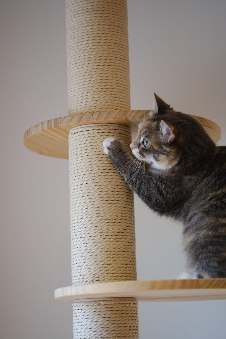 Gray tabby cat reaching a paw onto the sisal-rope post of a floor-to-ceiling cat tree