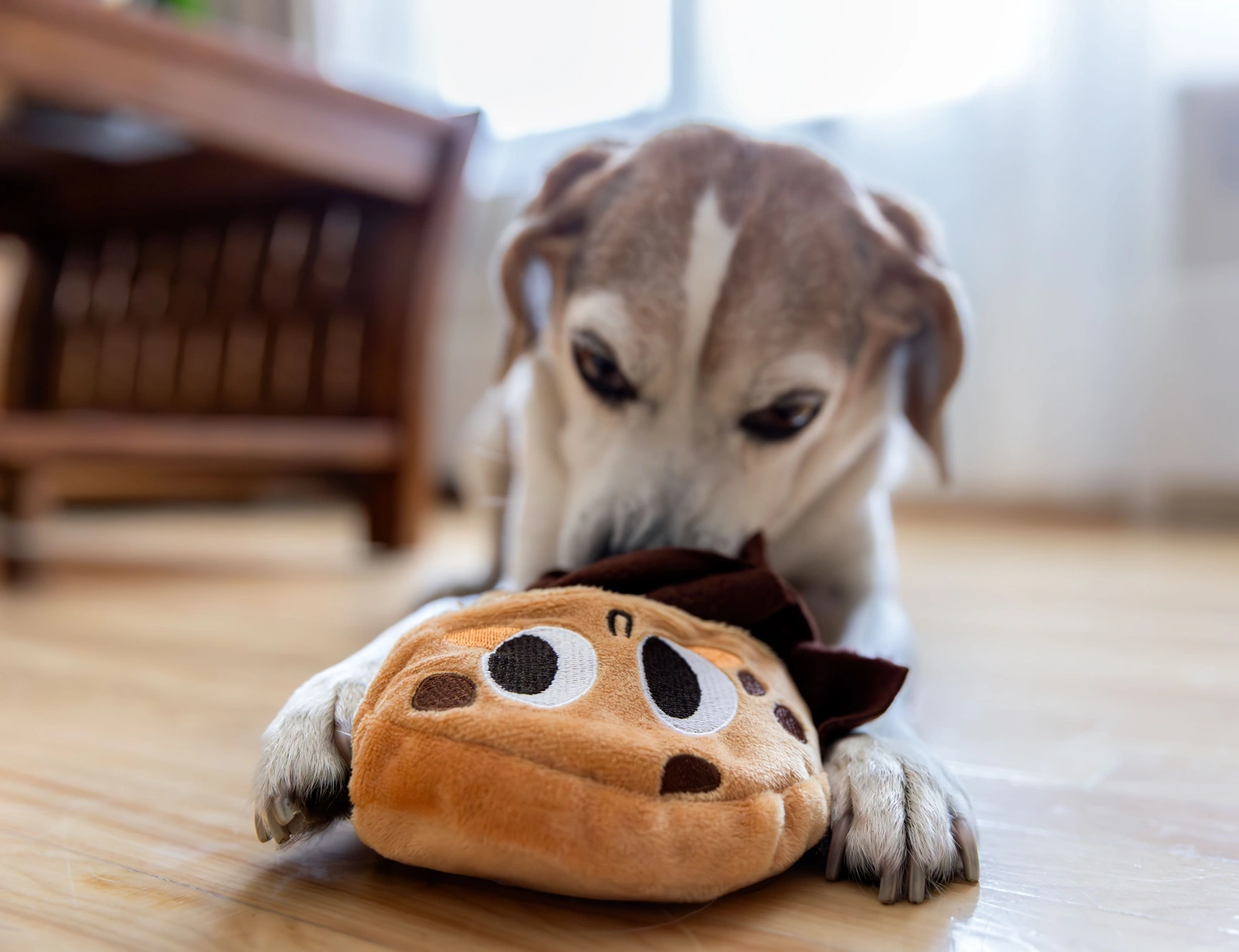 A beagle lies on an indoor floor with both front paws beside a large brown plush toy held near its mouth.