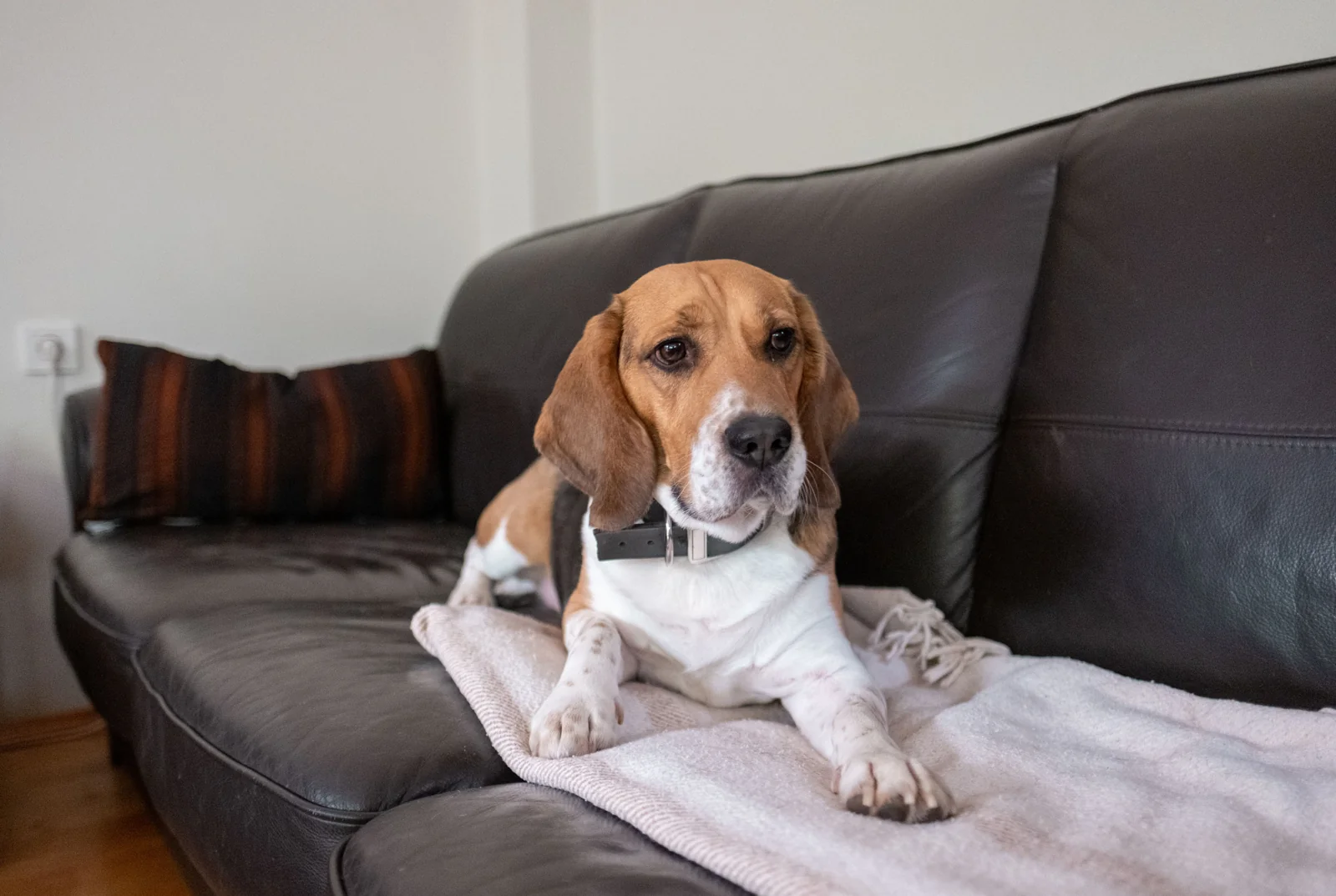 Beagle lying on a pale blanket spread across a dark couch in an indoor living room, looking toward the camera.