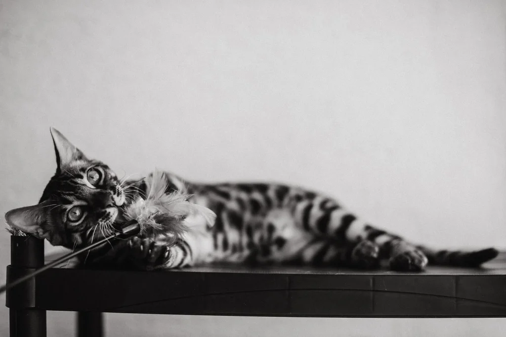Why Do Cats Bunny Kick? Play, Boundaries, and Safety