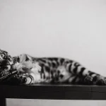Why Do Cats Bunny Kick? Play, Boundaries, and Safety