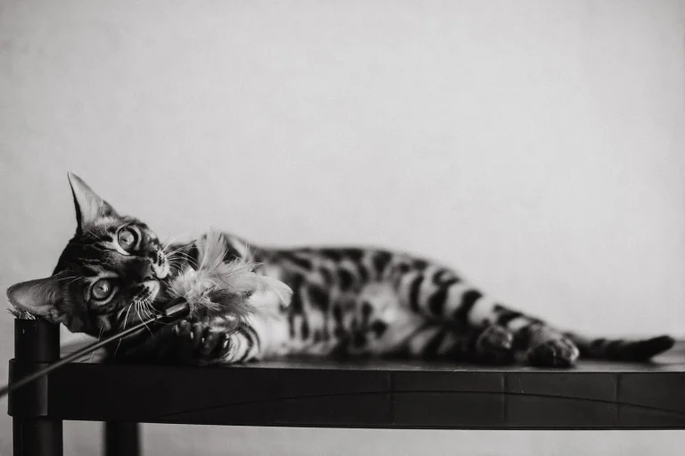A Bengal cat lies on its side on a dark surface with its front paws beside a feather toy in a black-and-white photo.