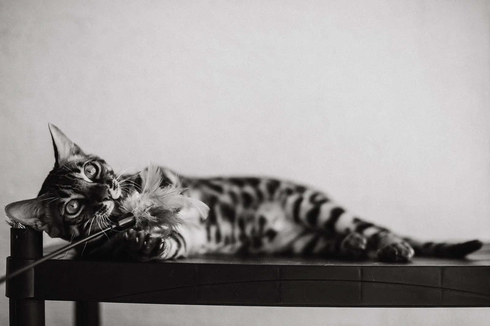 A Bengal cat lies on its side on a dark surface with its front paws beside a feather toy in a black-and-white photo.