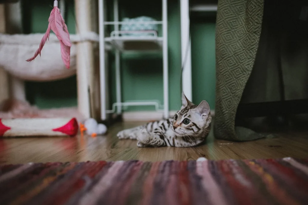 Striped Bengal kitten lying on a wooden floor near a cat tree, with a feather wand toy and a few cat toys around