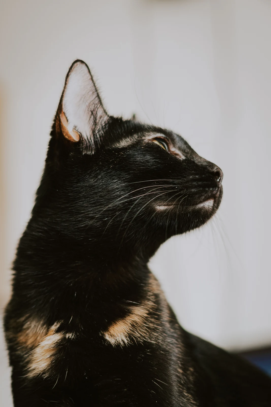 A black cat with a small white chest patch looks upward and to the side in a close indoor portrait.
