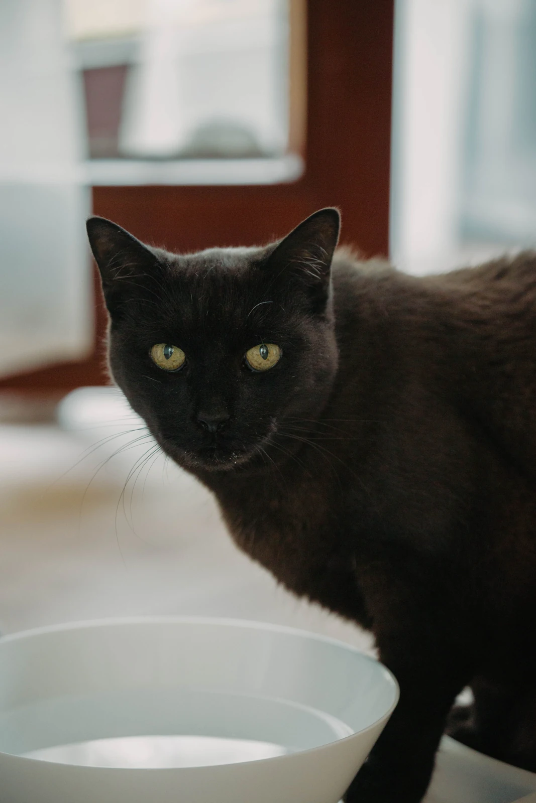 A black cat with green eyes stands beside a broad white water bowl on a light indoor surface.