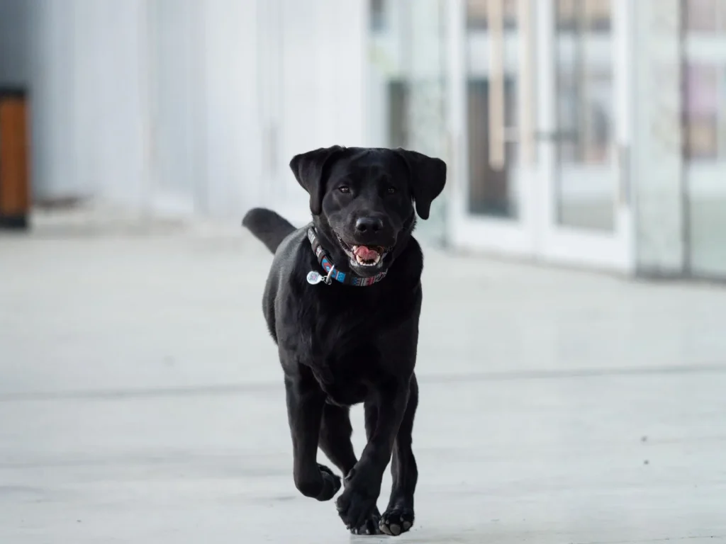 Happy black Labrador trotting straight toward the camera across a smooth light floor in a bright corridor