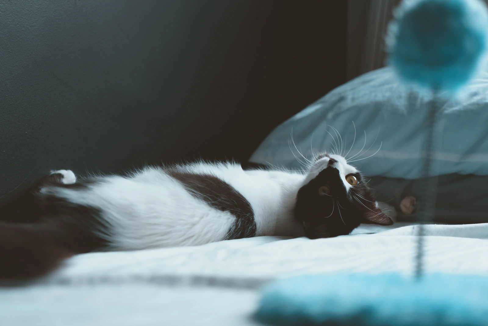 A black-and-white cat lies on its back on a bed beside a blue object, with its head turned toward the camera.