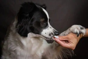 5 Tricks to Teach Your Dog: Gentle Steps for Beginners