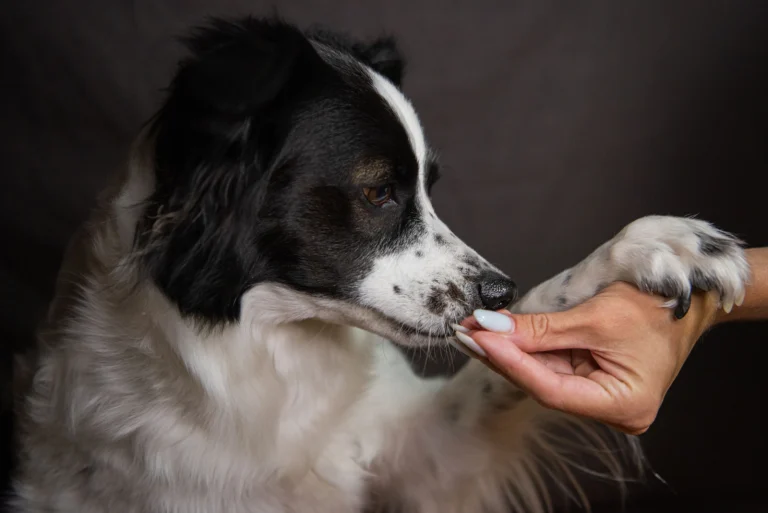 5 Tricks to Teach Your Dog: Gentle Steps for Beginners