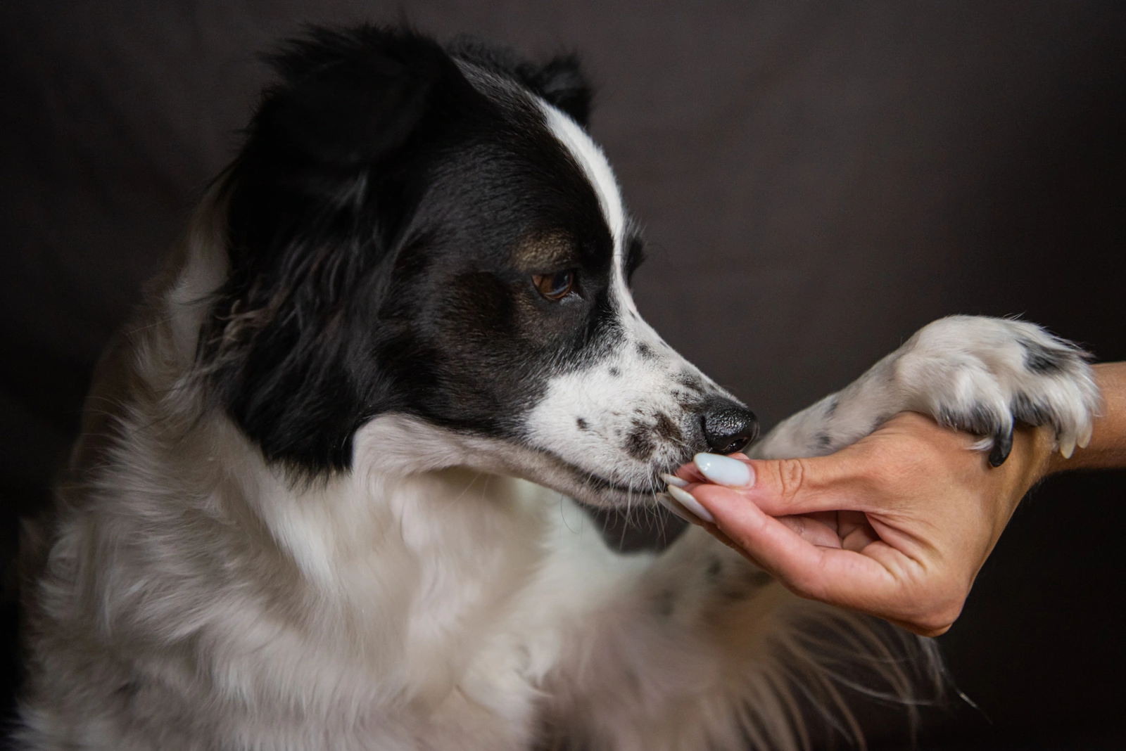 A black and white Border Collie reaches one front paw toward a person’s hand while taking a treat indoors.