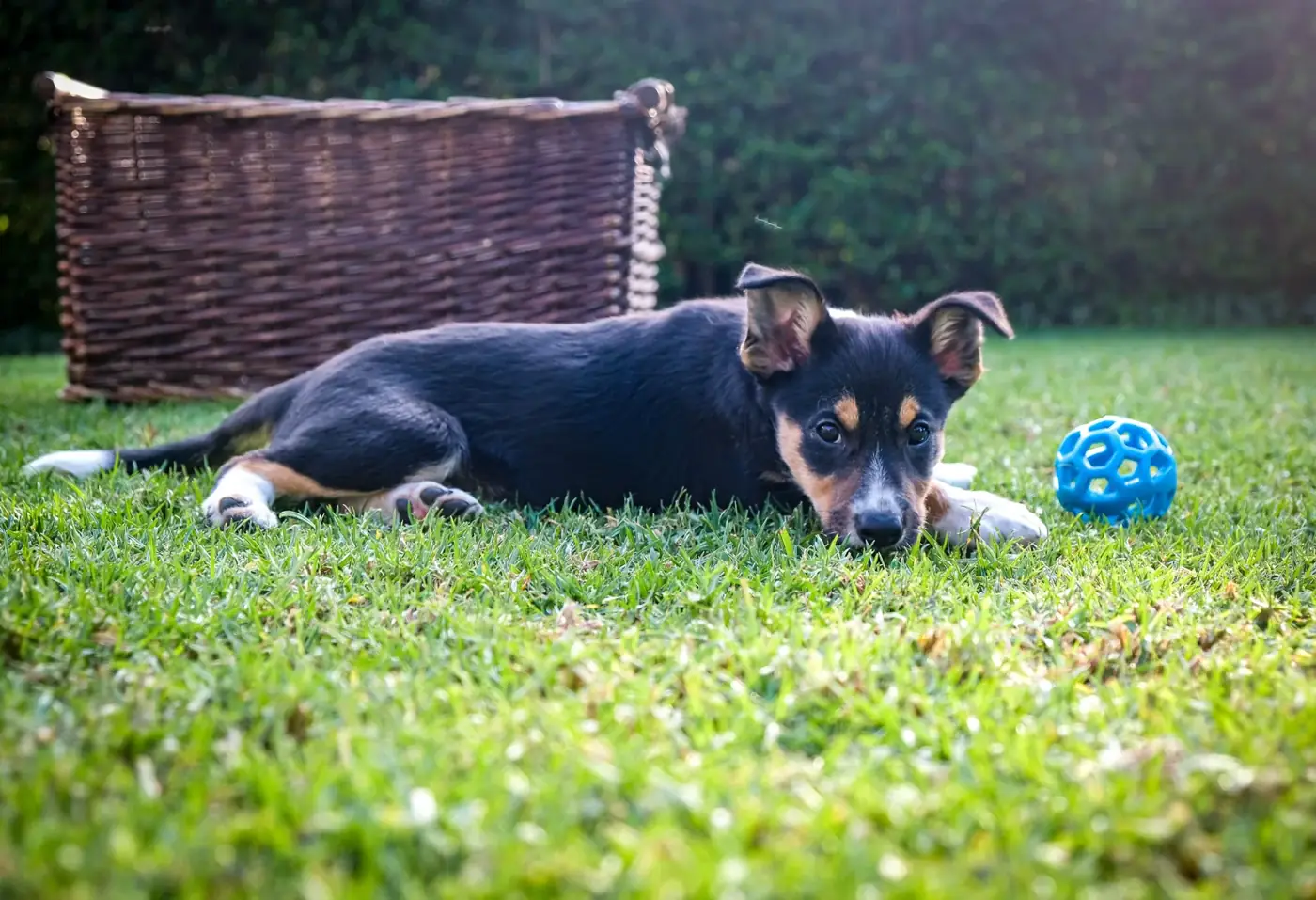 A black, tan, and white puppy lies on green grass near a blue openwork ball, with a wicker basket behind.
