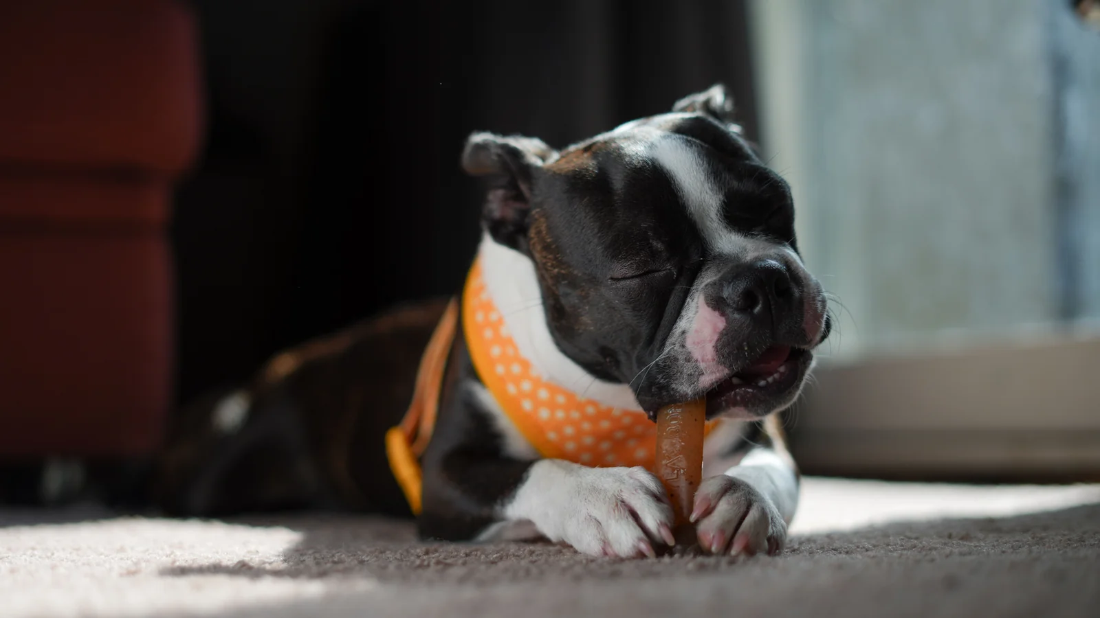A black-and-white Boston Terrier in an orange bandana lies indoors with a chew between its front paws.