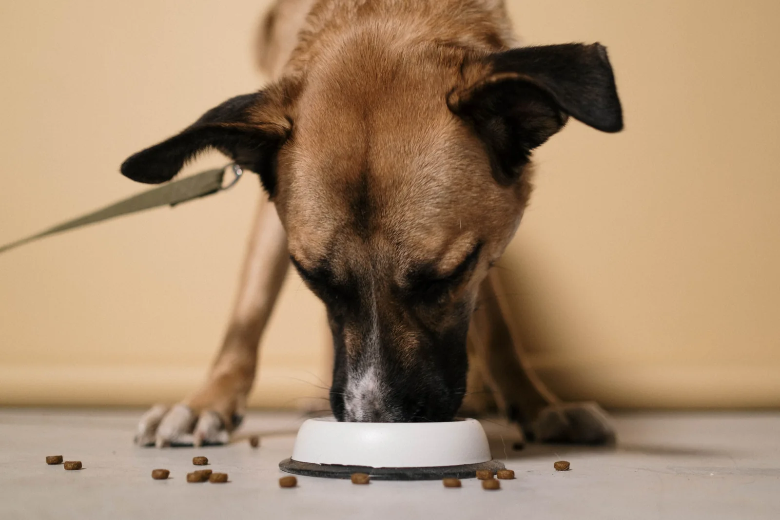 A brown dog with a dark muzzle eats from a white bowl, with scattered pieces of kibble on the floor nearby.
