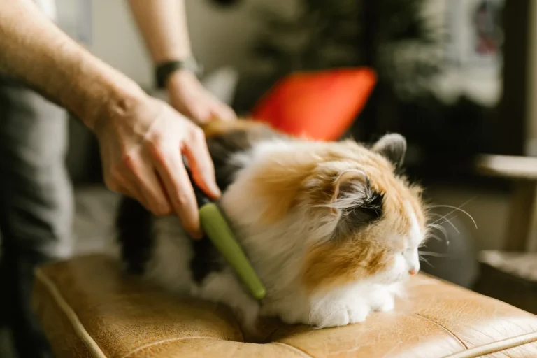 Fluffy calico cat lying relaxed on a cushion while a person gently runs a green grooming comb through its coat