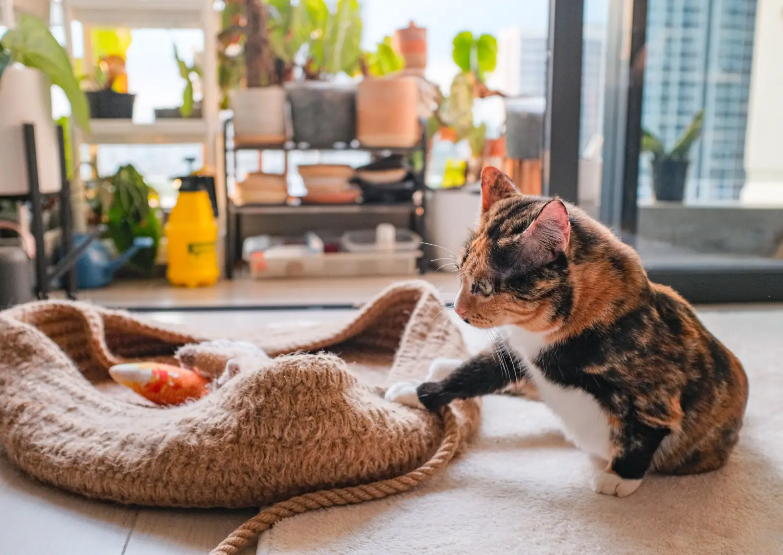 A calico cat sits beside a textured brown cat bed with one front paw on its edge and a small toy inside.