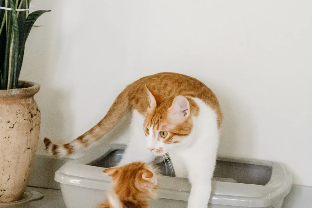 Orange and white cat stepping out of an open grey litter tray while a kitten stands next to it on a tiled floor