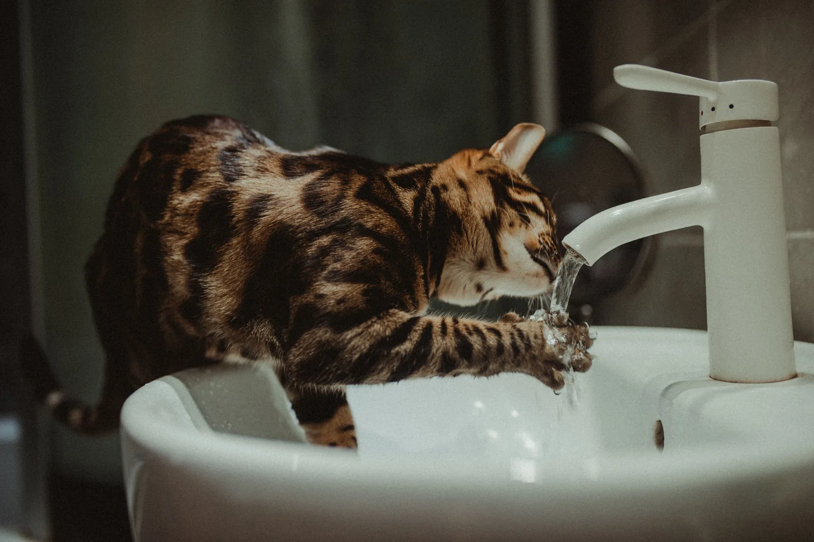 A Bengal cat drinks water from a running faucet while standing with its front paws in a white sink.