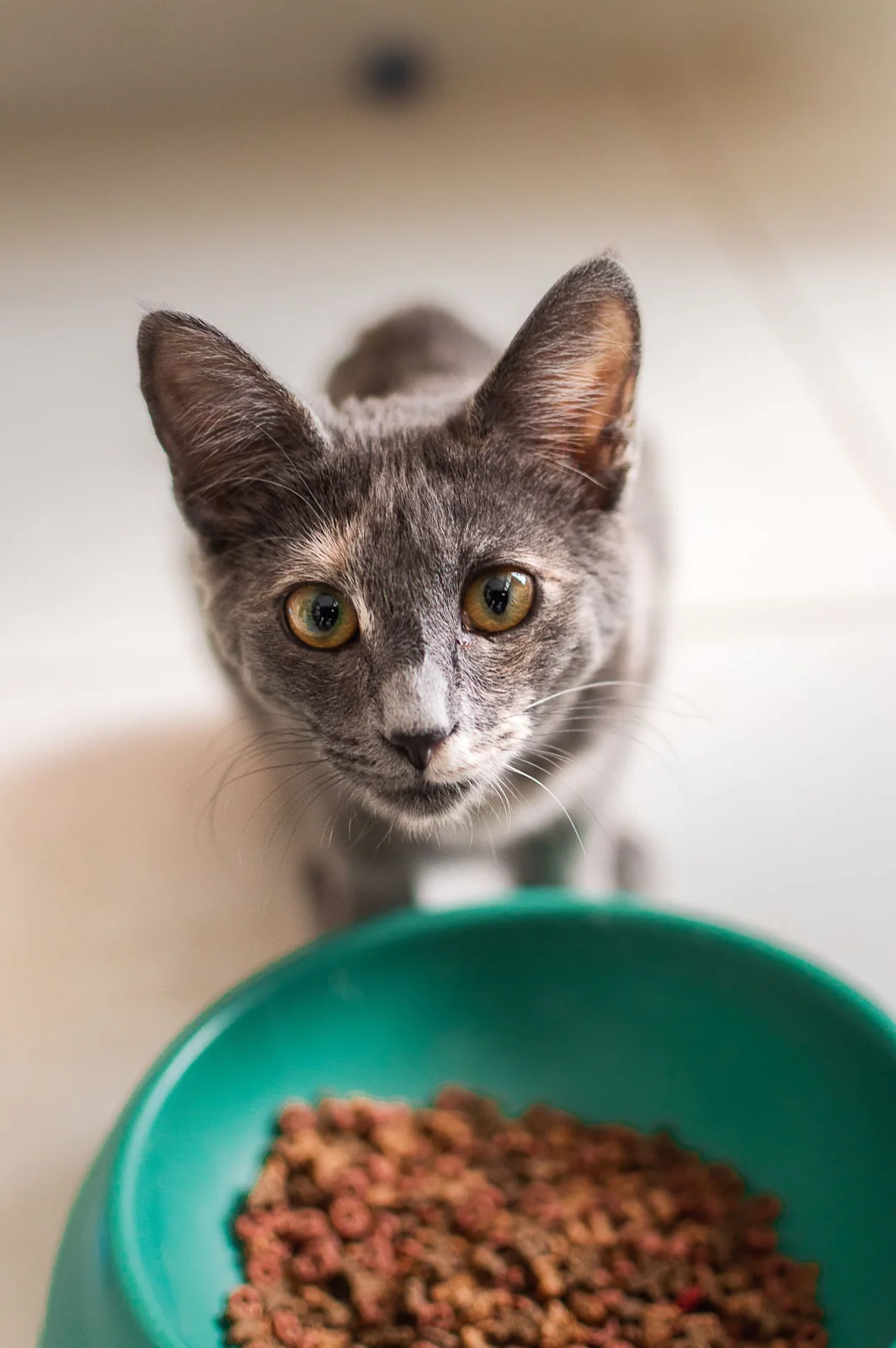 A gray cat looks toward a green bowl filled with dry food in a softly lit indoor setting.
