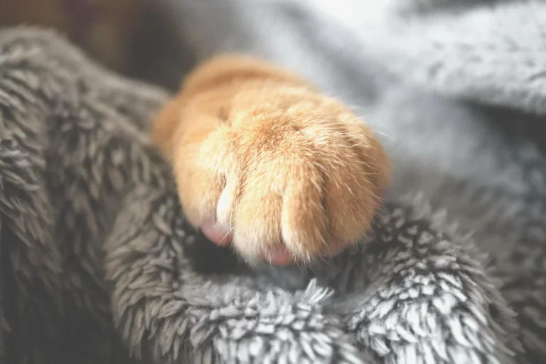 Why Do Cats Make Biscuits? Kneading and Gentle Choices