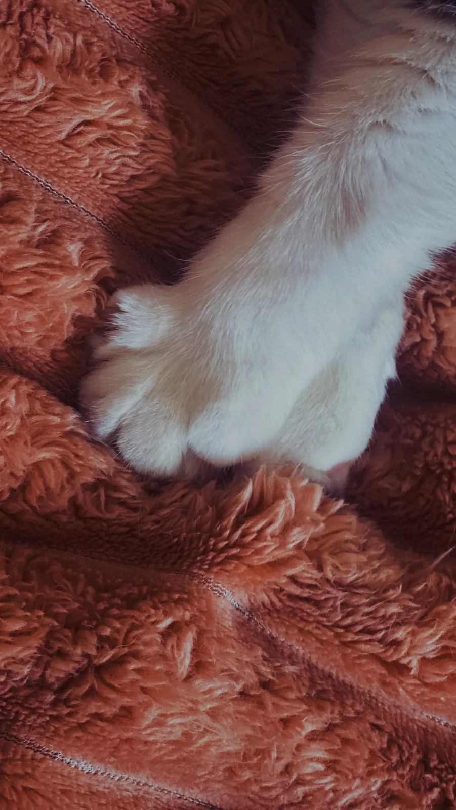 A white cat’s front paws rest against a fluffy orange blanket in a close indoor photograph.