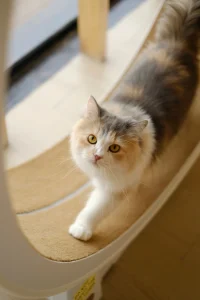 DIY Cat Tree: A Low Perch Plan, Build Steps, and Checks