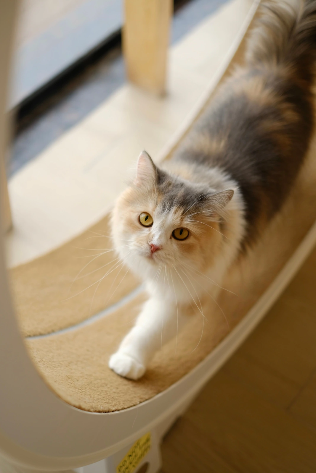 A long-haired cat stands on a curved tan cat-tree platform beside a rope-wrapped post and a window.