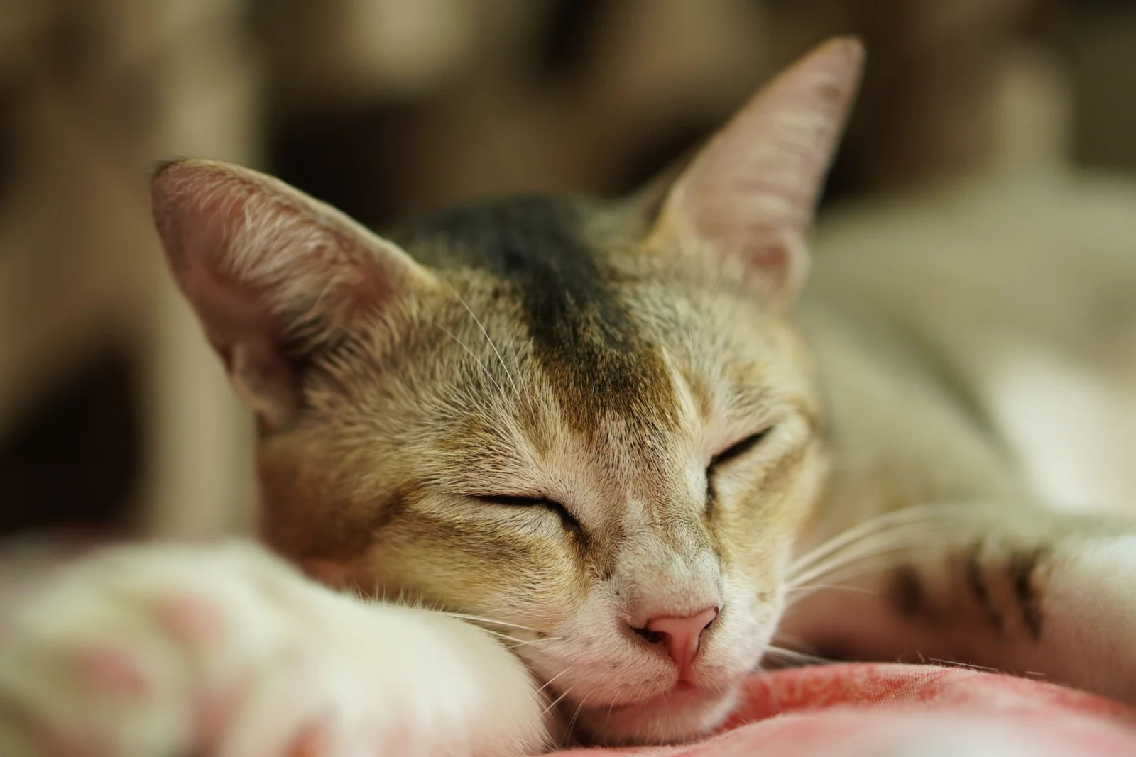 A tabby-and-white cat rests with closed eyes and its chin beside its front paw on a soft patterned surface.