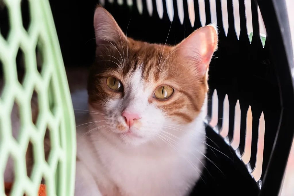 Orange and white cat resting calmly inside an open plastic pet carrier, looking out toward the camera