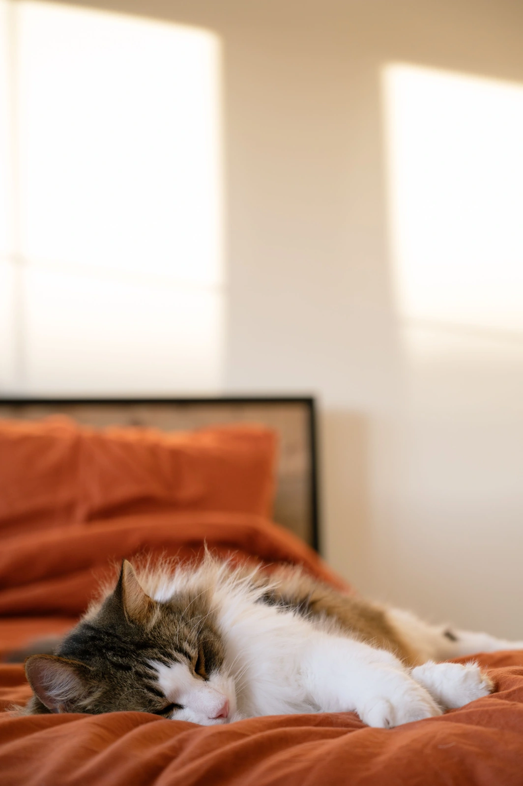 A fluffy tabby-and-white cat lies stretched on an orange bed in a sunlit room with its front leg extended.