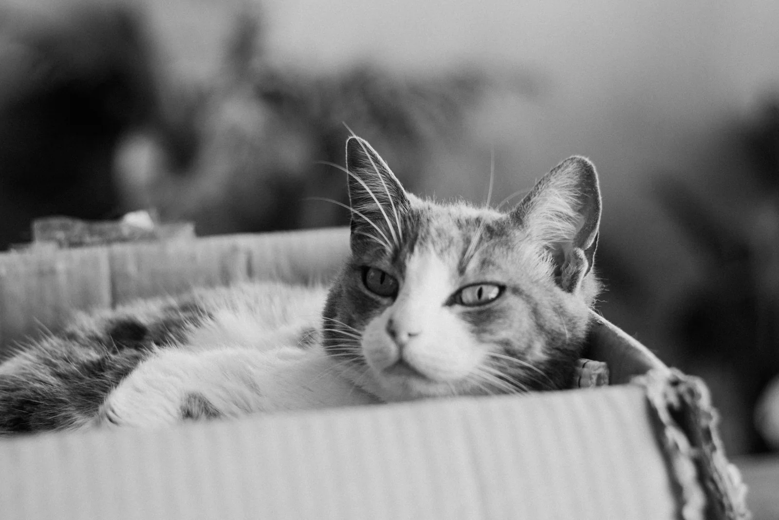 A tabby-and-white cat rests inside an open cardboard box, with its head and front paws above the edge.