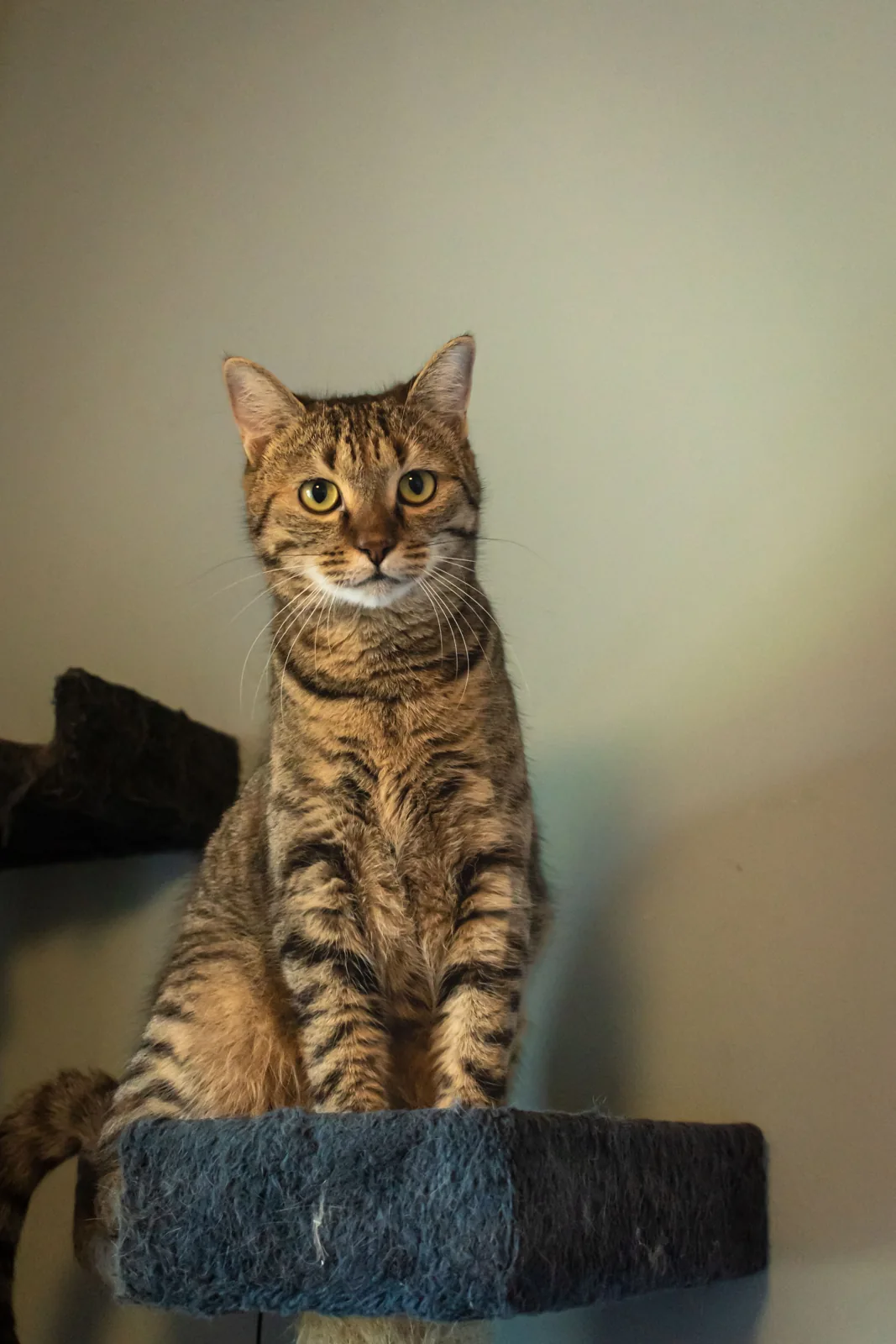 A tabby cat sits on a dark cat-tree platform with worn fabric and loose frayed edges visible at one side.