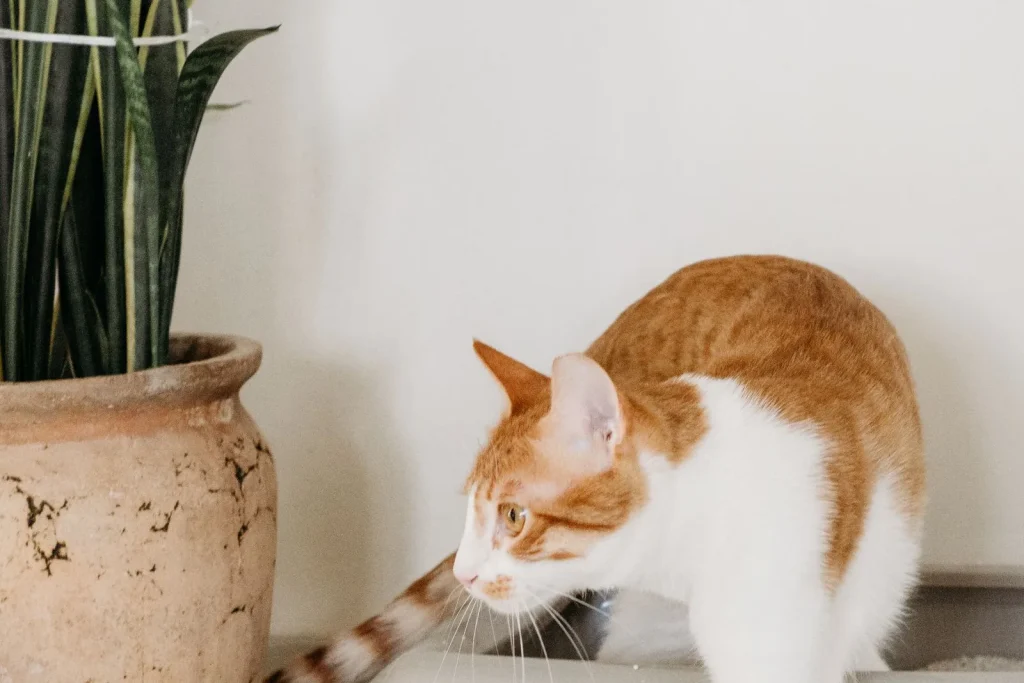 Orange and white cat stepping out of an open grey litter tray placed in a quiet tiled corner beside a potted plant
