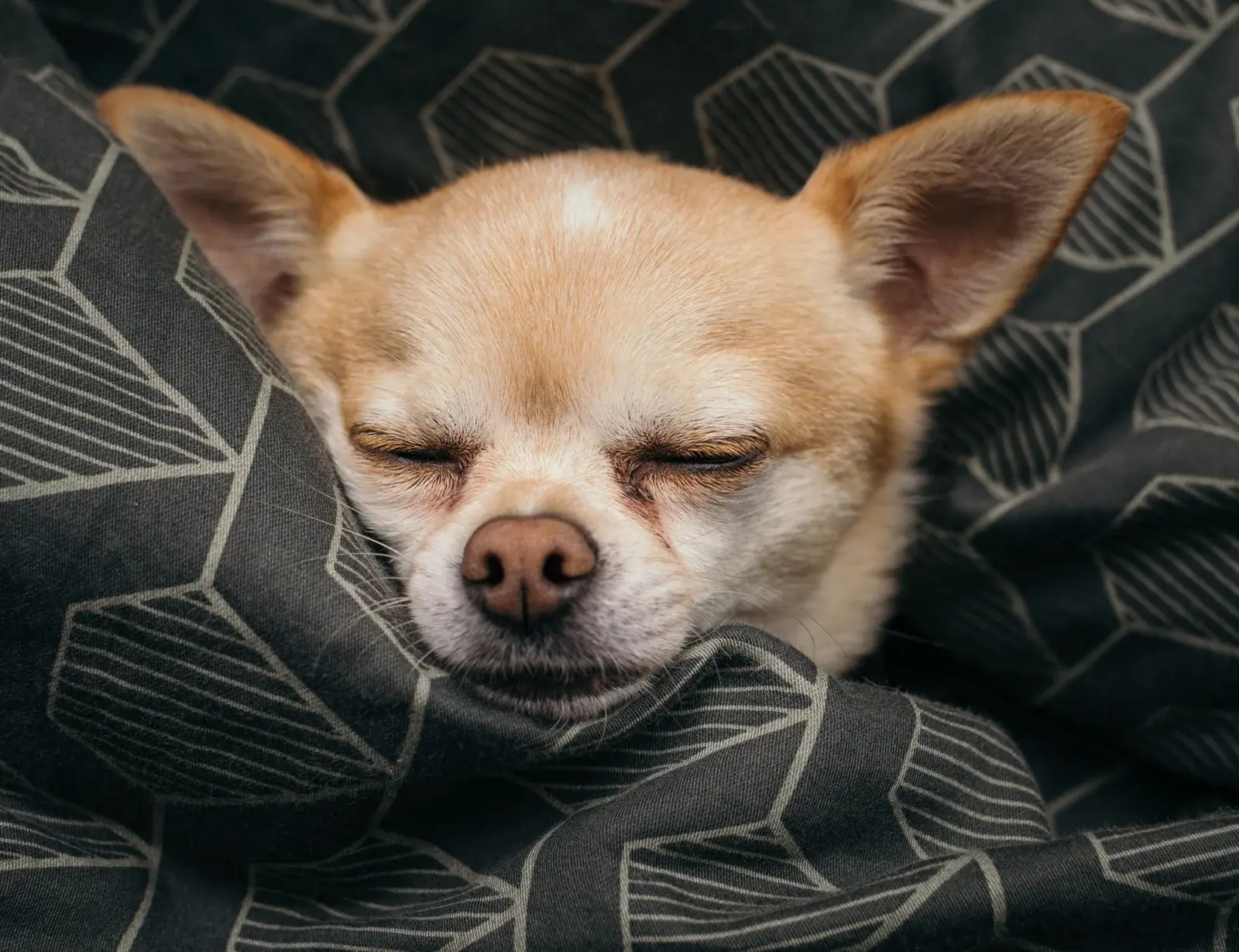 A tan Chihuahua sleeps with its head resting against a dark green blanket patterned with fine pale lines.