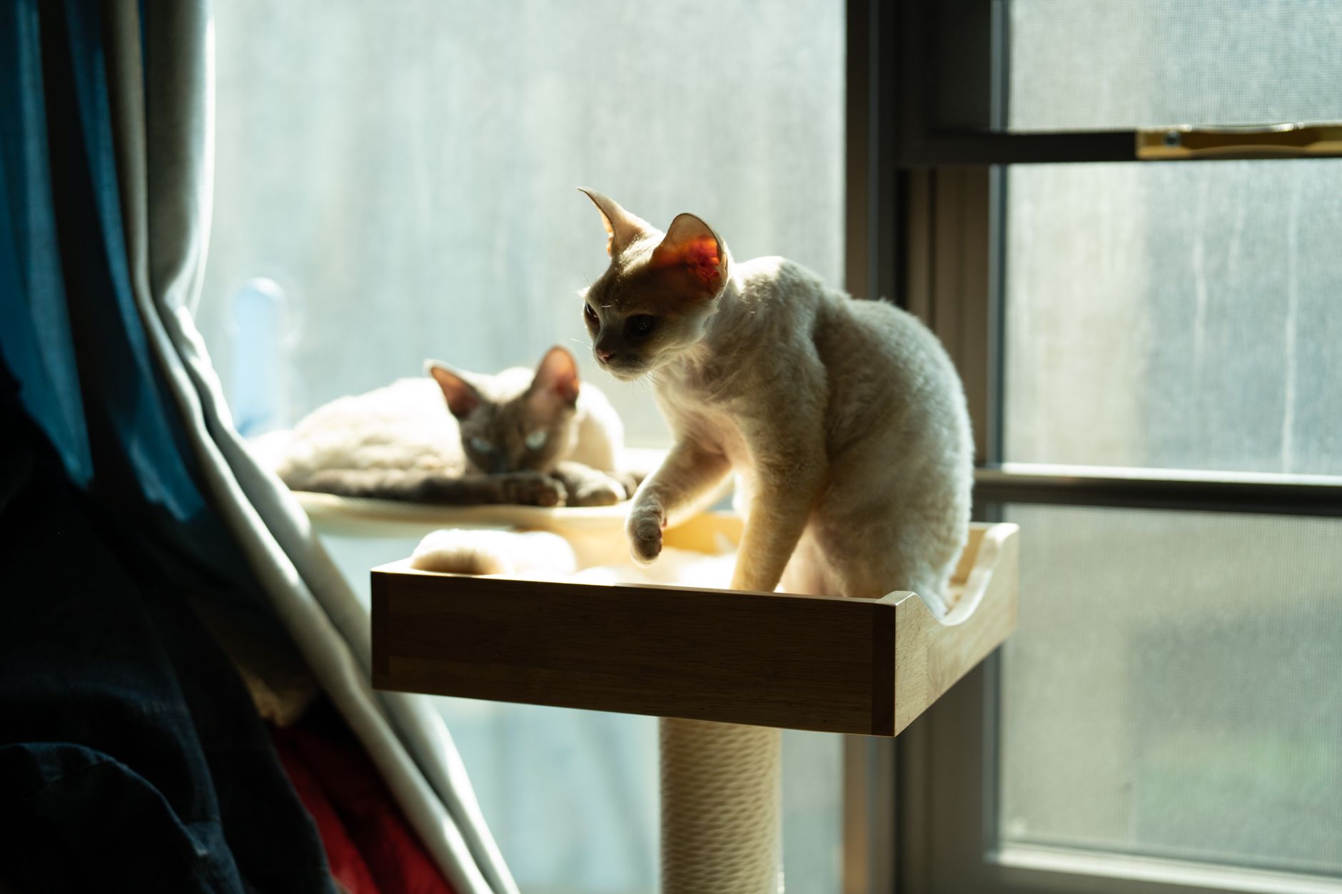 Two cats on a cat-tree platform beside a sunny window