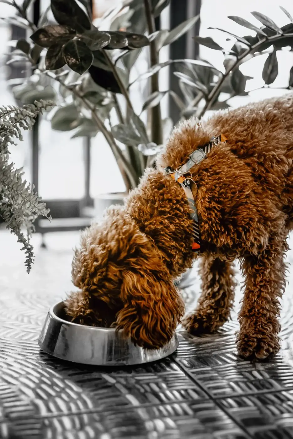 A curly brown dog lowers its head into a metal food bowl on a patterned floor beside leafy indoor plants.