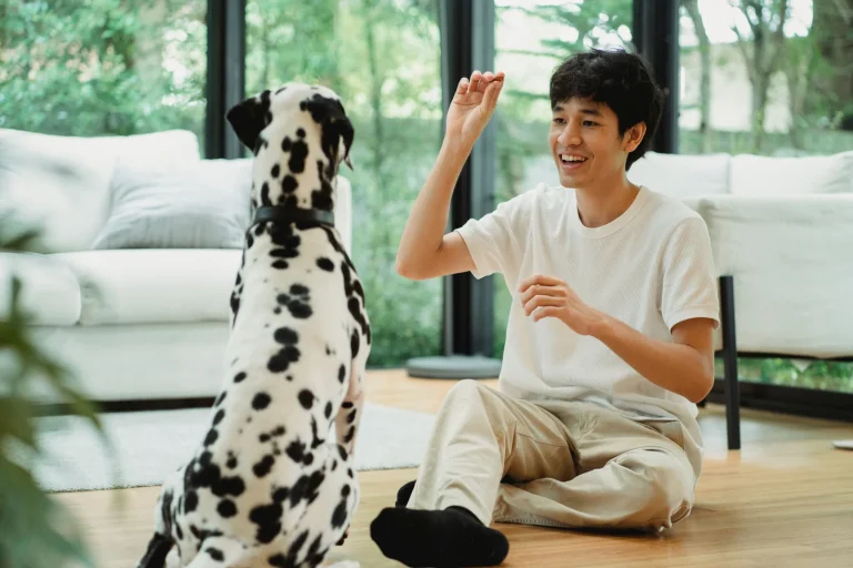 How to Teach a Dog to Stay: Clear Steps and Practice