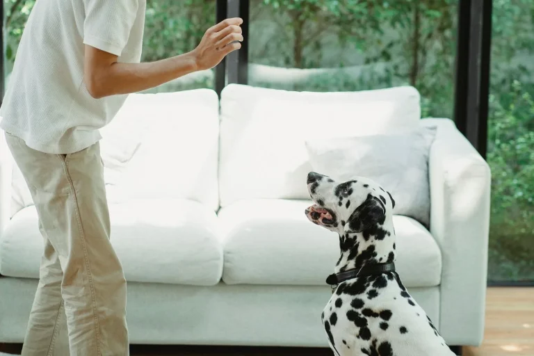 Dalmatian sitting on a living room rug, looking up at a man who holds up an open hand as a training signal