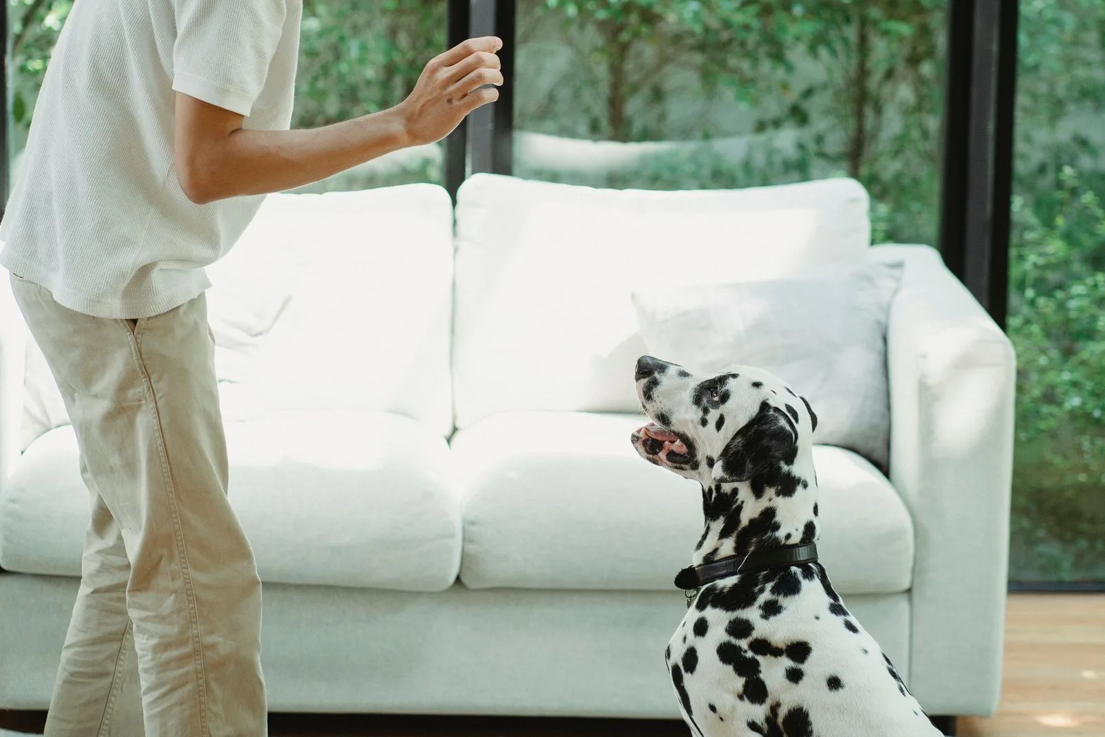 Dalmatian sitting on a living room rug, looking up at a man who holds up an open hand as a training signal