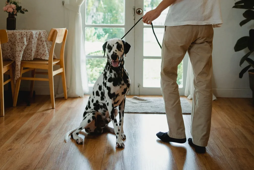 Leashed Dalmatian sitting on a wooden floor as its owner walks toward bright glass doors in a living room
