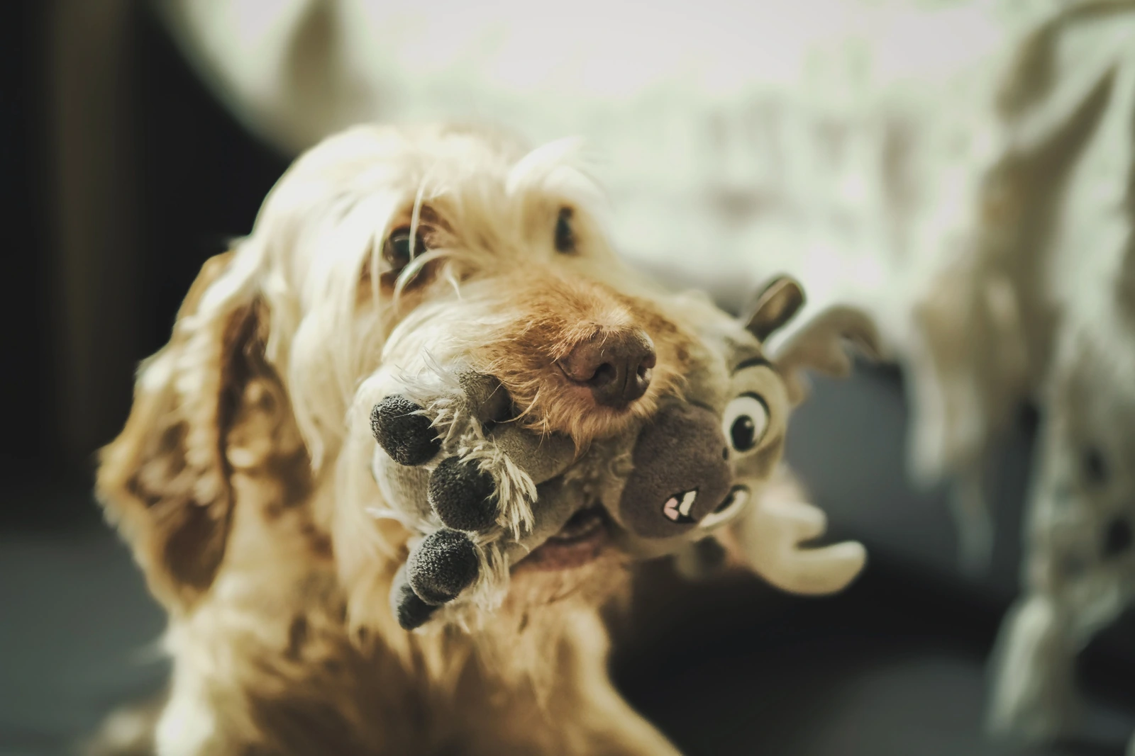 A shaggy tan dog holds a soft animal toy in its mouth while looking toward the camera indoors.